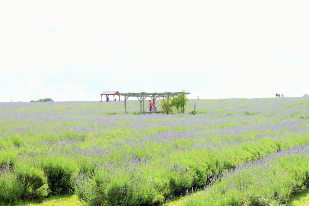 Lavender farm