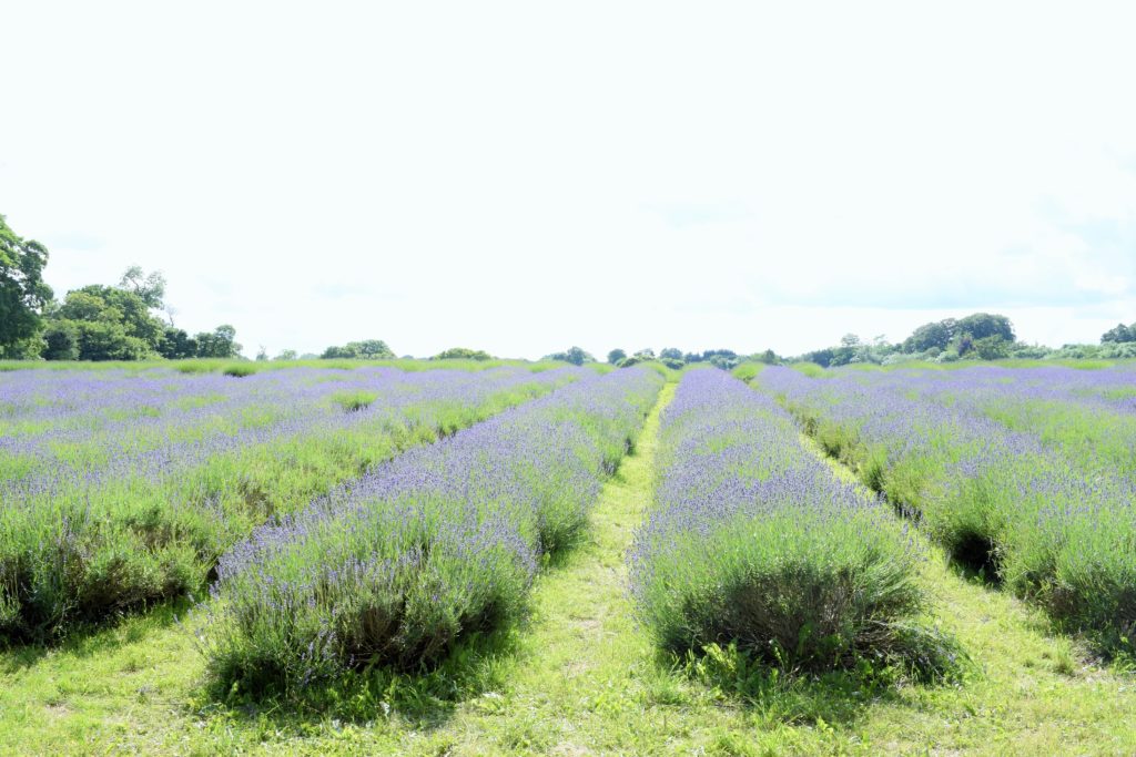 Lavender row
