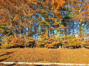 Fall color in Stonehenge