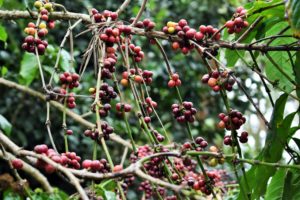 Coffee cherries