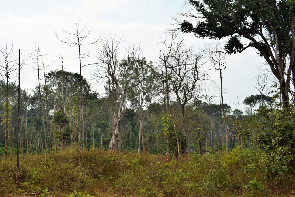 Dubare Forest