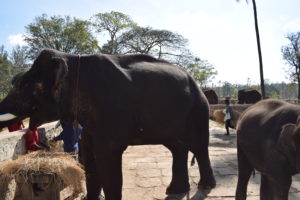 Elephant camp in Dubare