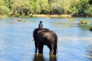 Elephants all set to bath in Dubare camp
