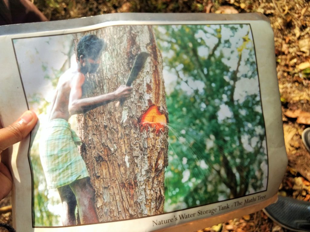 Image of Mathi tree shown to us by our Guide