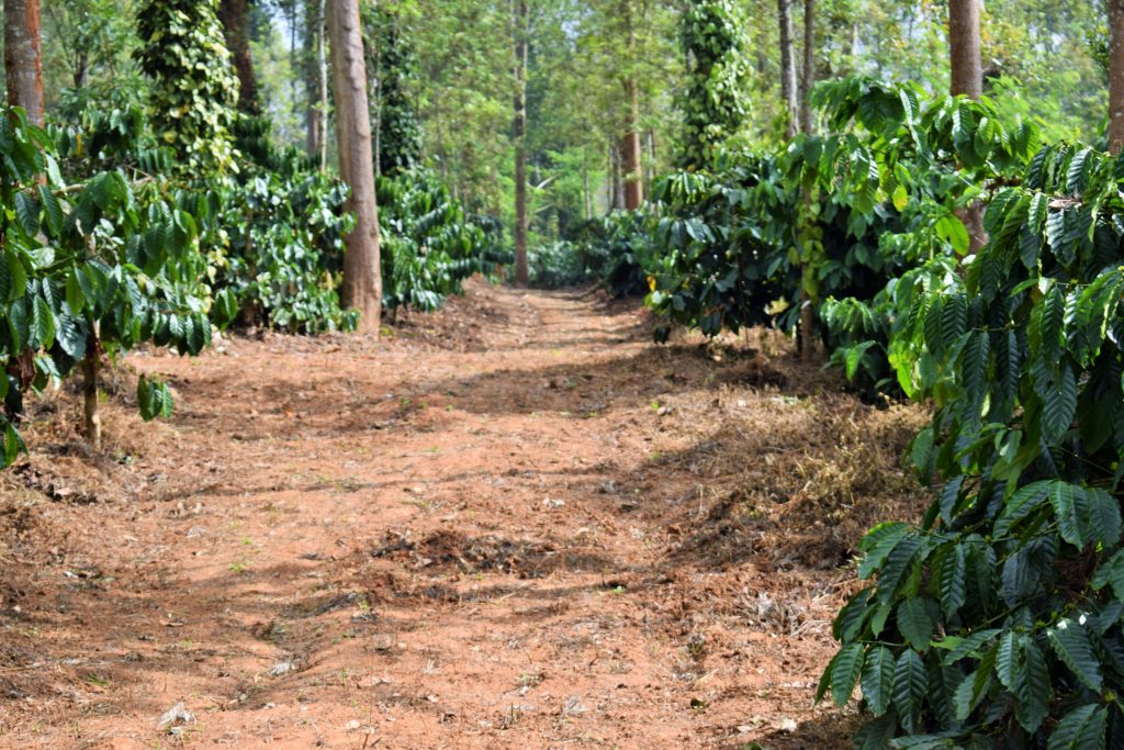 Nature tour: Walk through the coffee and pepper plantations