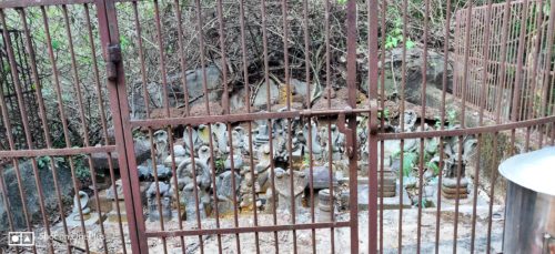 Snake grooves are preserved by fencing