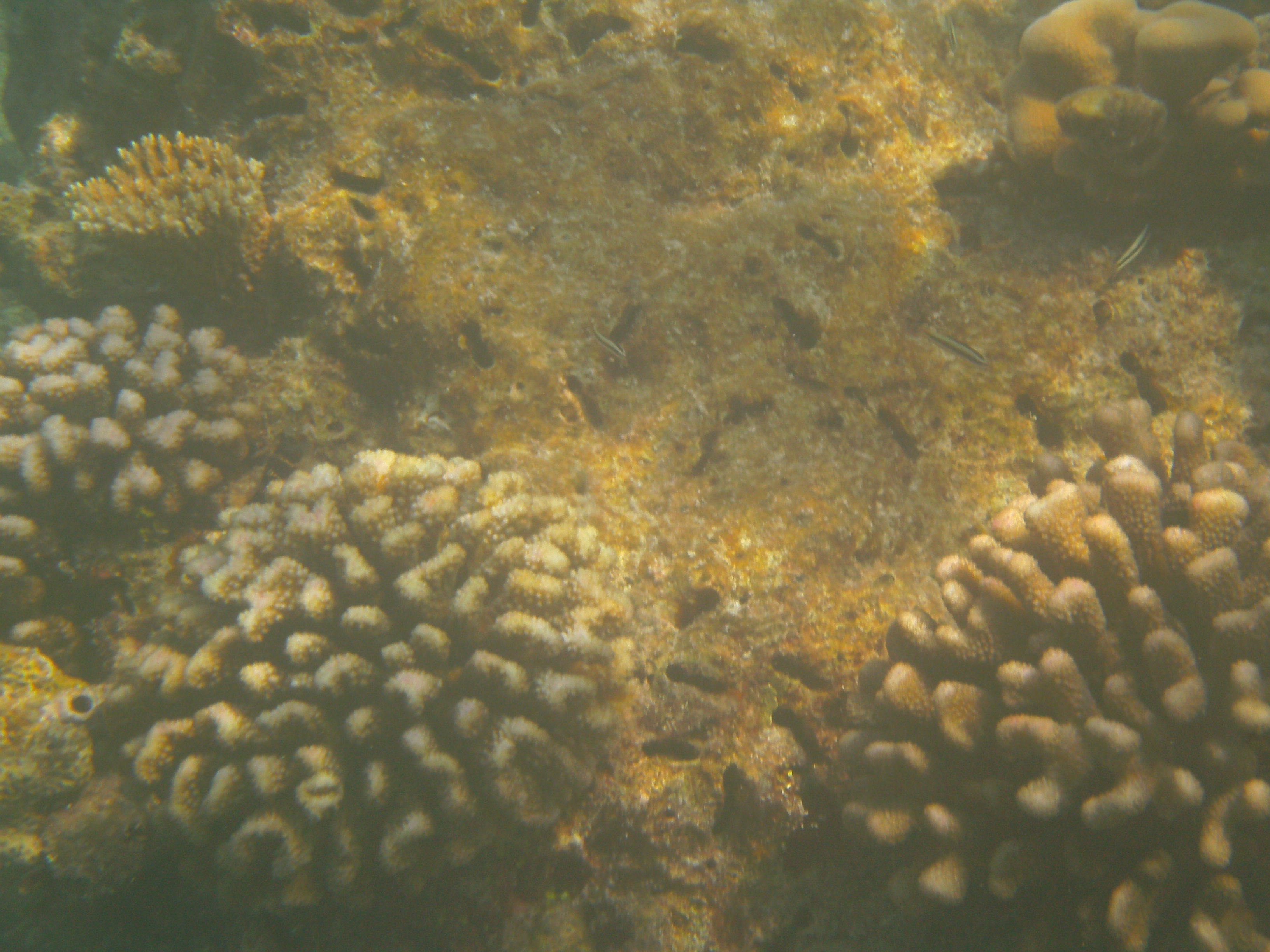 Underwater view